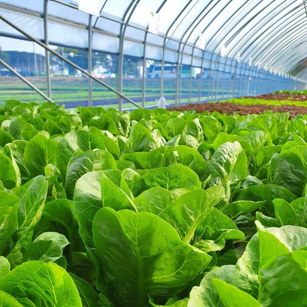 Soil and crop monitoring and monitoring devices